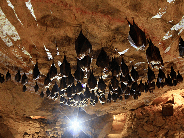 Bats hang from the roof of a cave in Mikulov, Czech Republic, on March 9, 2015. Up to six hundred bats spend the winter here in the caves. AFP PHOTO/ RADEK MICA (Photo credit should read RADEK MICA/AFP via Getty Images)