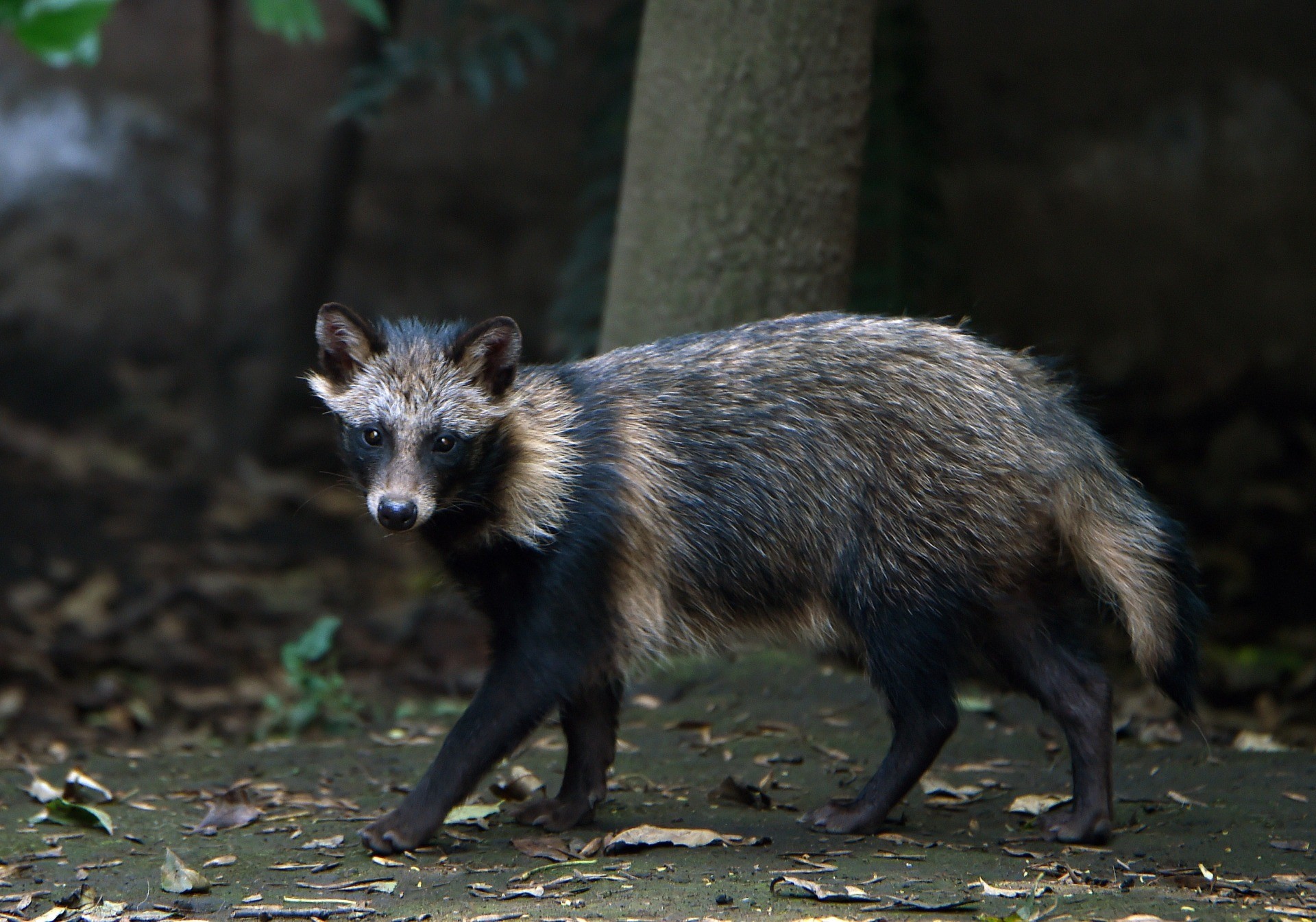 View of a raccoon dog or Tanuki (Nyctereutes procyonoides) at the Chapultpec Zoo in Mexico City on August 06, 2015. A month ago nine raccoon dog pups were born. This species is native from Japan and China, and the parents of the cubs were donated by Japan. AFP PHOTO / ALFREDO ESTRELLA (Photo credit should read ALFREDO ESTRELLA/AFP via Getty Images)