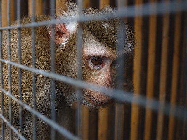 animal abuse. portrait of a sad monkey in a cage.