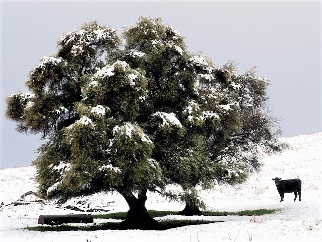 A cows grazes on a snow-covered hillside along Murphy's Grade Road in Angels Camp. Recent