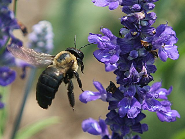 Washington, UNITED STATES: A bumble bee collects pollen on flowers growing in the Rose Gar