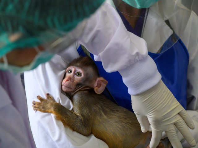 TOPSHOT - This picture taken on May 23, 2020 shows a laboratory baby monkey being examined