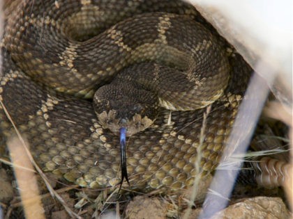 Northern Pacific Rattlesnake coiled, rattling, and ready to strike - stock photo