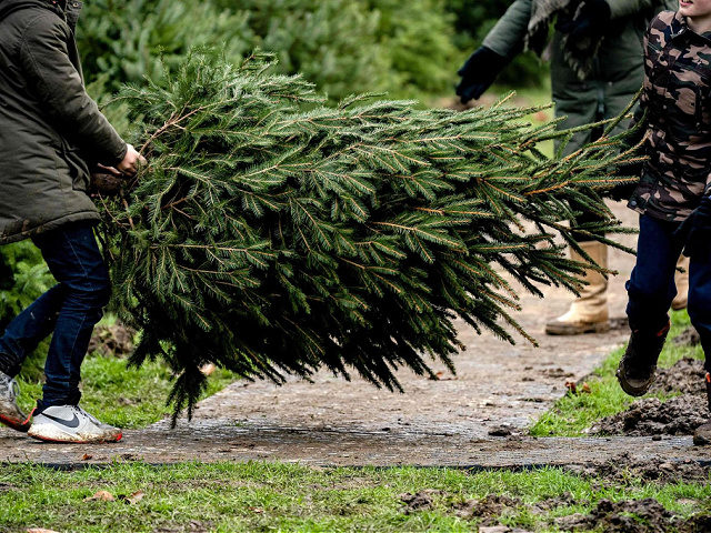 Customers carry a Christmas tree at a Christmas tree farm in Bunnik, on December 6, 2020.