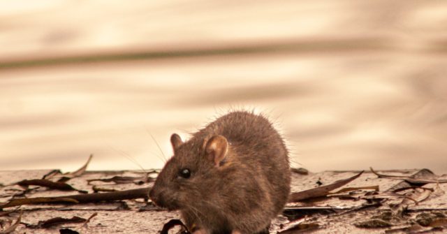 Democrat-Run Chicago Leads Pack on Orkin's 'Top 50 Rattiest Cities List'