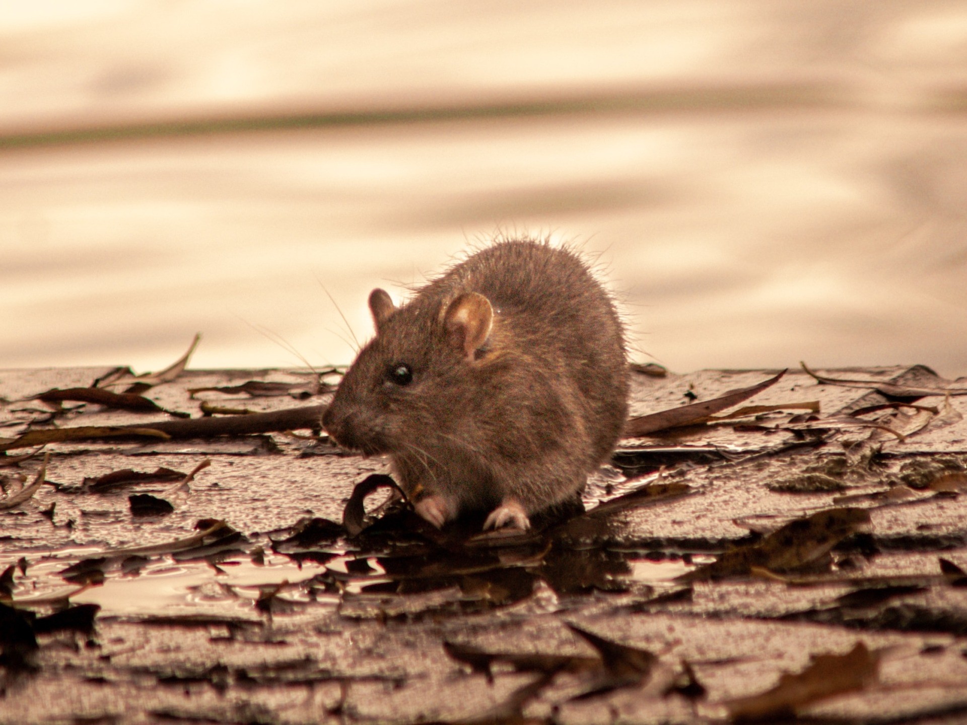 Democrat-Run Chicago Leads Pack on Orkin's 'Top 50 Rattiest Cities List' - Vimarsana News