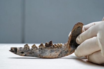 Researchers believe this fossil of a jaw bone found in Costa Rica belongs to a dog that li