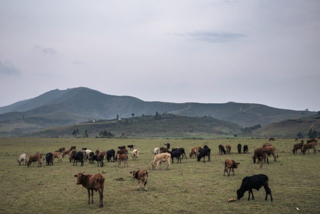 Cattle herding is a major part of the economy in eastern DR Congo