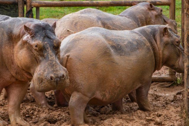 Handout photo released by CORNARE of hippos at a care centre in Doradal, Antioquia Departm