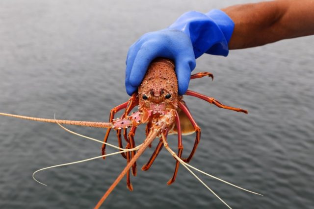 Lobsters are one of a number of products from Australia that China has restricted imports of as relations between the countries plunged
