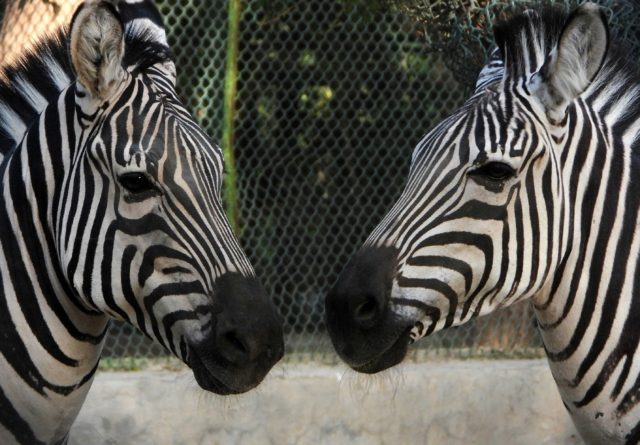 Zebras in a Kuwait City zoo enclosure on May 7, 2021