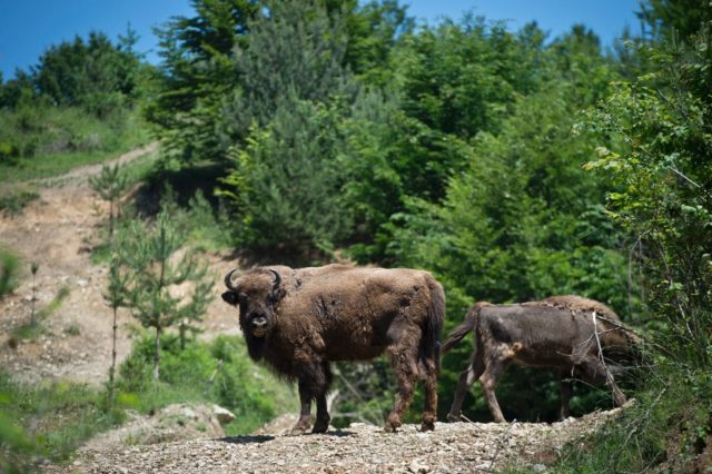 The bison had all but been driven out of Europe by hunting and the destruction of its habi