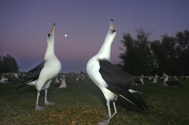 FILE — In this Dec. 13, 2005 file photo, two Laysan albatross do a mating dance on Midway Atoll in the Northwestern Hawaiian Islands. The Battle of Midway was a major turning point in World War II's Pacific theater. But the remote atoll where thousands died is now a delicate …