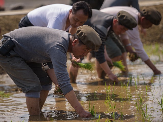 People take part in an annual rice planting event in Nampho City in Chongsan-ri, near Nampho on May 12, 2019. (Kim Won Jin/AFP via Getty Images)