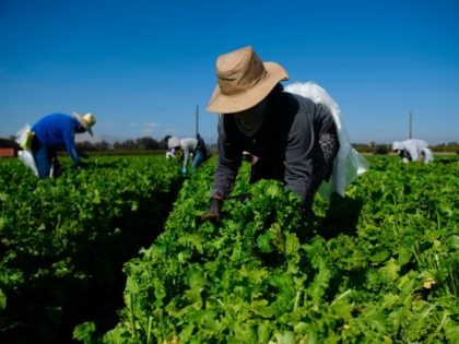 Farmworkers wear face masks while harvesting curly mustard in a field on February 10, 2021