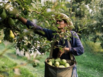 Fernando Llerenas picks pears in Hood River, Oregon on August 13, 2021. - Amid an abnormal heat wave in the Pacific Northwest, farm workers are having their days, and profits, cut short by the extreme temperatures. July was the hottest month ever recorded, according to data released, by the National …