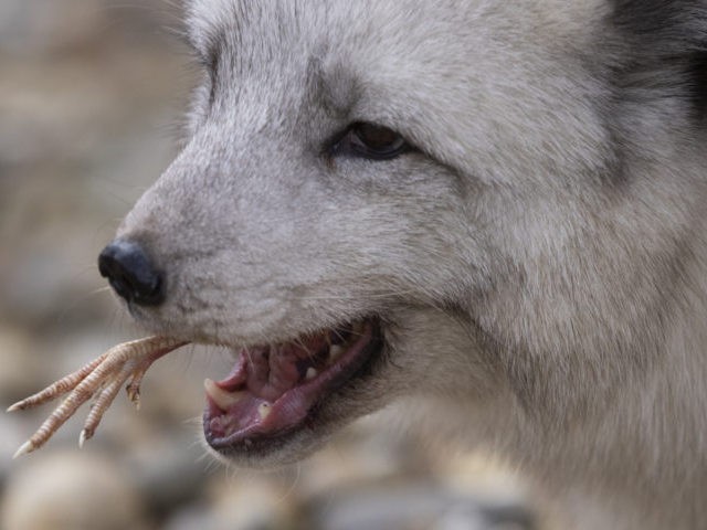 CANTERBURY, ENGLAND - MARCH 11: An Arctic Fox in its enclosure at the Wildwood Trust on March 11, 2021 in Canterbury, England. The Wildwood Trust charity near Canterbury in Kent, is home to around 1450 animals, across 82 species and specialises in native British species such as dormice, wildcats and …