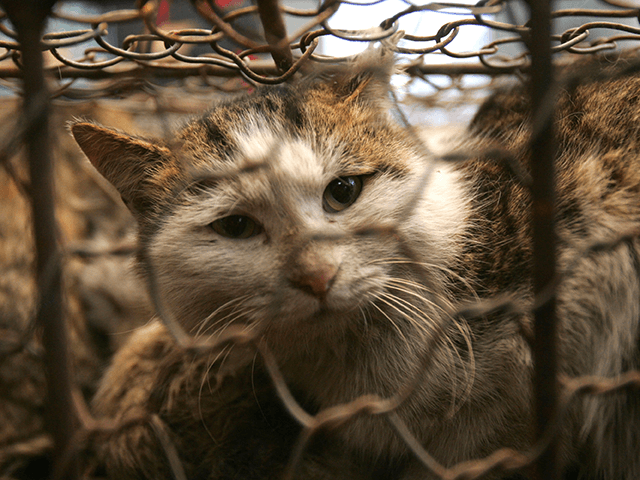 A rescued stray cat looks out of a cage at a storehouse February 11, 2007 in Tianjin Municipality, China. Some 400 rescued stray cats will be moved to Beijing, and wait to be adopted there. Beijing Little Animal Protection Association, the only government-approved animal protection institute in the city, estimated …