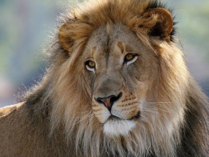 Male lion, August 17, 2011 (William H. Majoros/Wikimedia Commons)