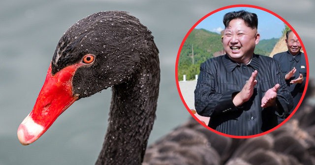 North Korea Eating Swans Cures Cancer Review Guruu 