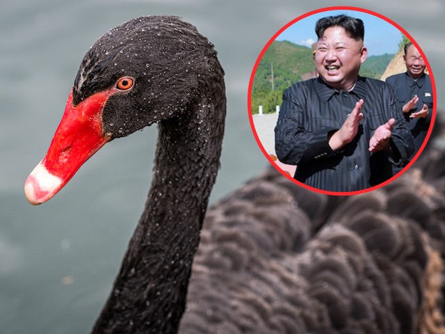 Black Swan (Don Sniegowski/Flikr) Insert: This picture taken on July 4, 2017 and released by North Korea's official Korean Central News Agency (KCNA) on July 5, 2017 shows North Korean leader Kim Jong-Un (C) celebrating the successful test-fire of the intercontinental ballistic missile Hwasong-14 at an undisclosed location. (STR/AFP via …