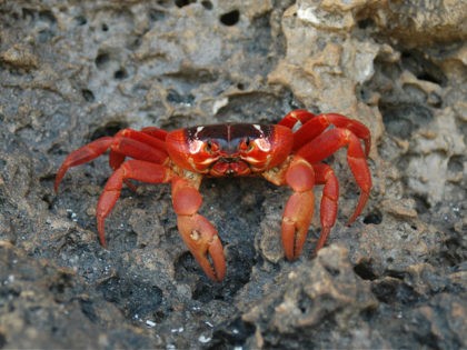 Close-up of rare red crab of the Christmas Island, Australia - stock photo