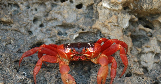 50 Million Migrating Cannibal Crabs Cause Traffic on Australian Island