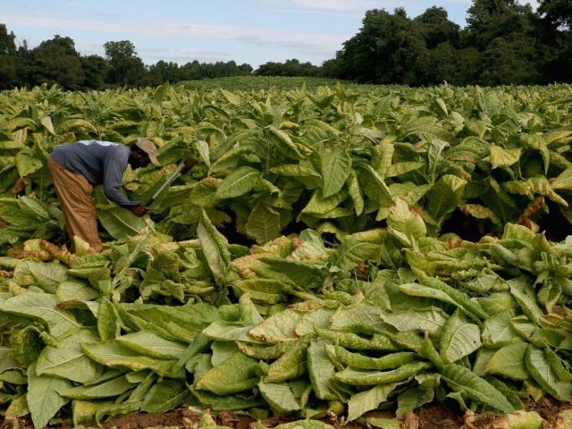 OWINGS, MD - SEPTEMBER 12: Farm worker Hank cuts off tobacco leaves so they can be hung and dried at the Lewis Farm, September 12, 2014 in Owings, Maryland. Tobacco has been grown on the Lewis Farm for over 60 years and still requires to be harvested by hand. Most …