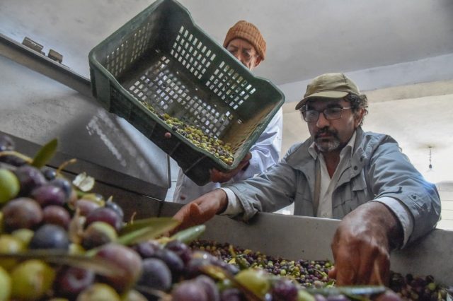 Algerian olive oil producer Hakim Alileche inspects olives at the press in Ain Oussera in