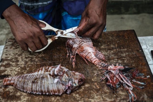 Fisherman William Alvarez cuts off the poisonous spines from a lionfish while cleaning it