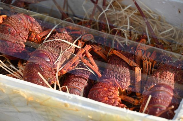 Nearly 900 kilograms of live lobsters were seized in the operation