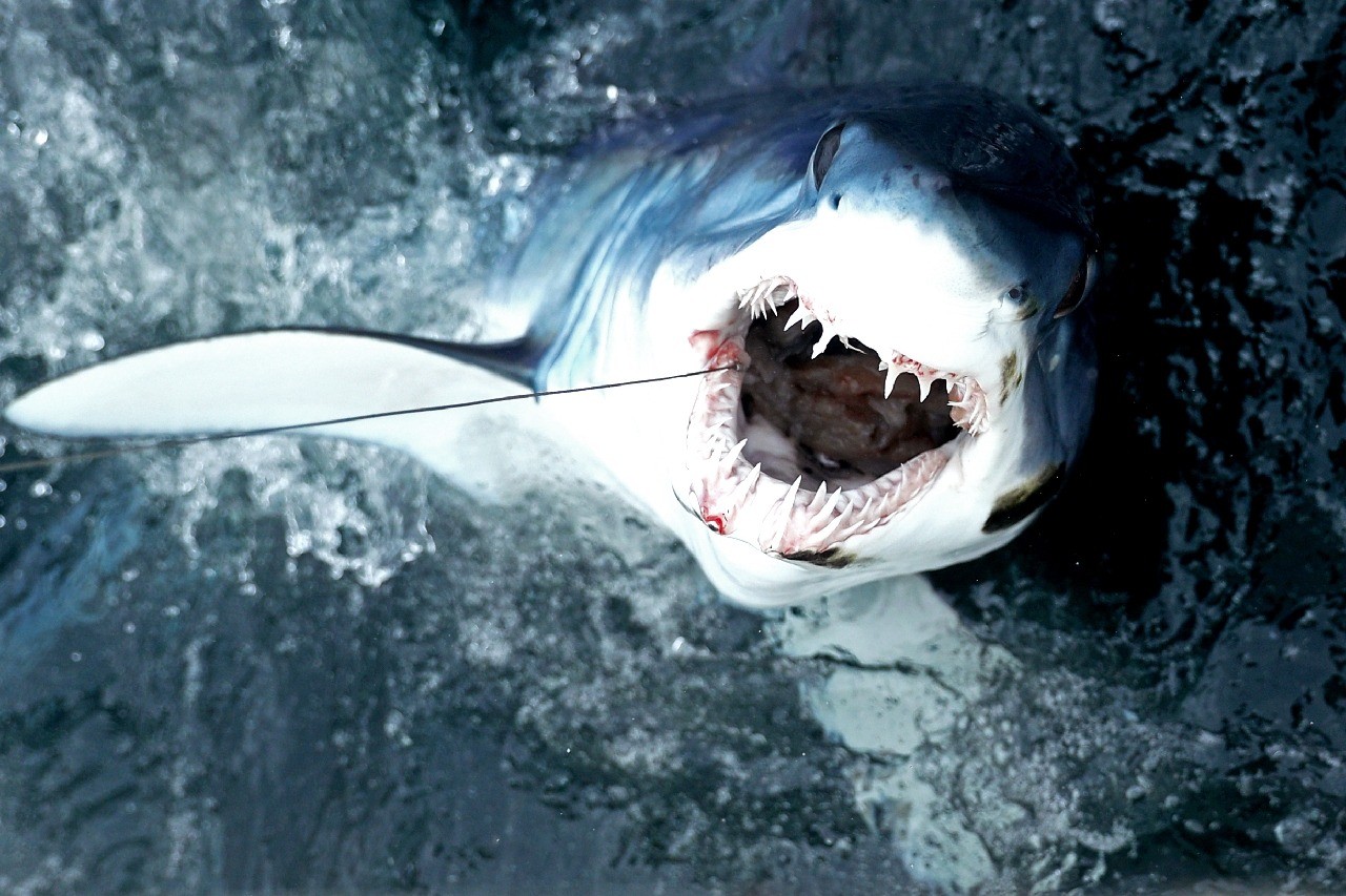 Акула мако опасна ли для человека