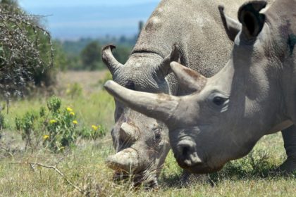 Two female nothern white rhinos graze at the Ol Pejeta Conservancy in Kenya. Rhinos have f