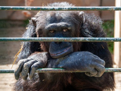 A chimpanzee looking bored in the zoo