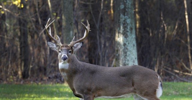 Bambi, Esquire: Deer Smashes into University of Michigan Law Library