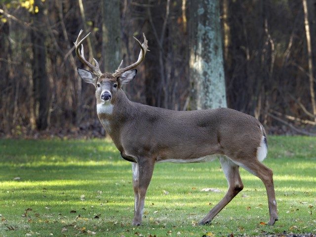 A mature white-tailed deer buck stands alertly in a suburban neighborhood in Moreland Hills, Ohio on Thursday, Nov. 17, 2011. The Ohio Department of Public Safety is warning drivers to remain cautious of deer on roadways as the mating season for the animal runs through January.