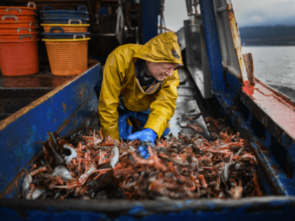 GREENOCK, SCOTLAND - MARCH 05: Deckhand on the Guide Me prawn trawler Angus Brown lands a prawn catch from Loch Long on March 5, 2019 in Greenock, Scotland. Scotland’s live seafood industry is facing the probability of extra paperwork at border controls, if the UK crashes out of the European …