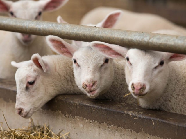 Muslims Take Belgian Ritual Slaughter Ban To EU Human Rights Court - Vimarsana News