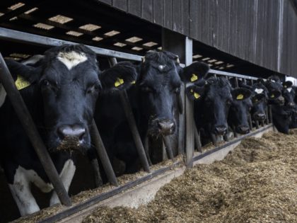 ASHFORD, KENT - NOVEMBER 25: A dairy herd of friesian cows eats after being milked at PHR