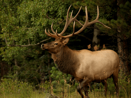 Footage captured the moment a bull elk rang the doorbell …