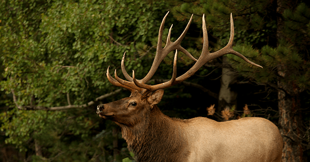 WATCH Bull Elk Rings Doorbell of Colorado Home with Antler