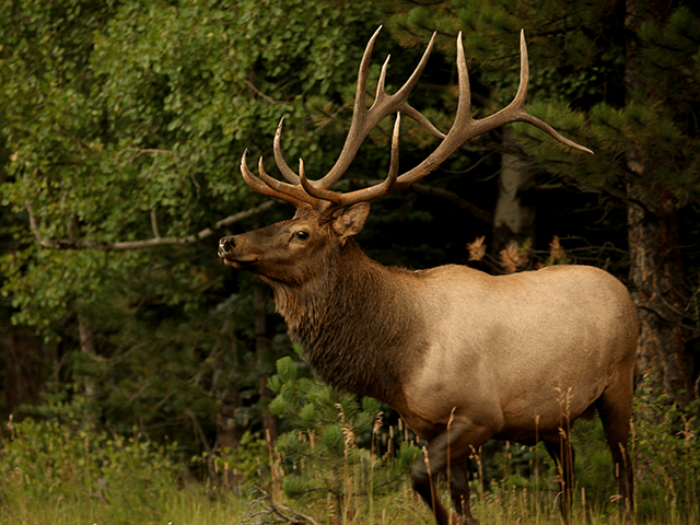 WATCH: Bull Elk Rings Doorbell of Colorado Home with Antler - Vimarsana News