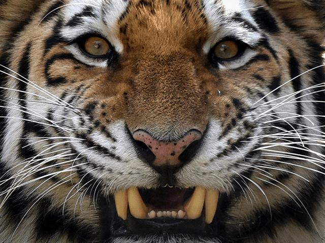 Tori, a two-year-old male Siberian tiger, also known as Amur or Ussuri tiger, growls in it