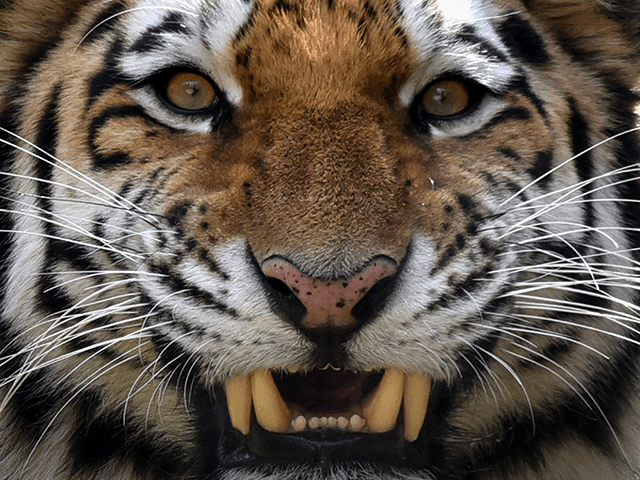Sheriff's Deputy Fatally Shoots Malayan Tiger After It Attacks Man - Vimarsana News