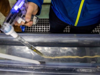 In this picture taken on October 25, 2021, Ryusuke Sudo feeds eel larvae at the Japan Fisheries Research and Education Agency in a suburb of Minamiizu, Shizuoka prefecture. (BEHROUZ MEHRI/AFP via Getty Images)