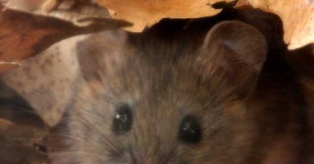 Photo of Myš bol v južnej Kalifornii pozitívny na smrteľný hantavírus