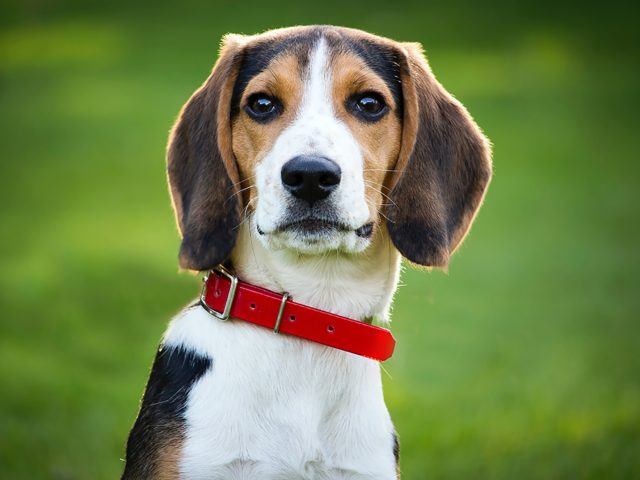 PETA senior vice president of cruelty investigations Daphna Nachminovitch accused the National Institutes of Health (NIH) of being involved in a $1.2 million contract to purchase beagles for "cruel experiments," Fox News reported. 