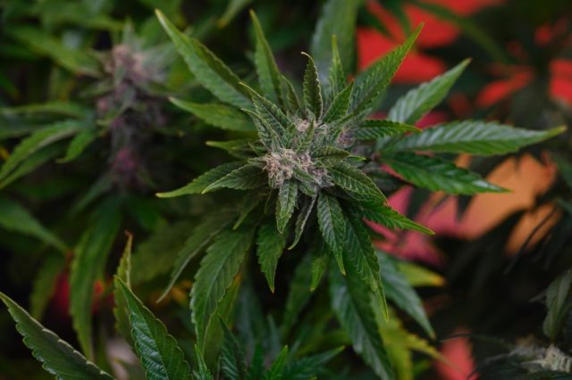 Cannabis cafes in The Hague say trade has boomed despite Covid restrictions