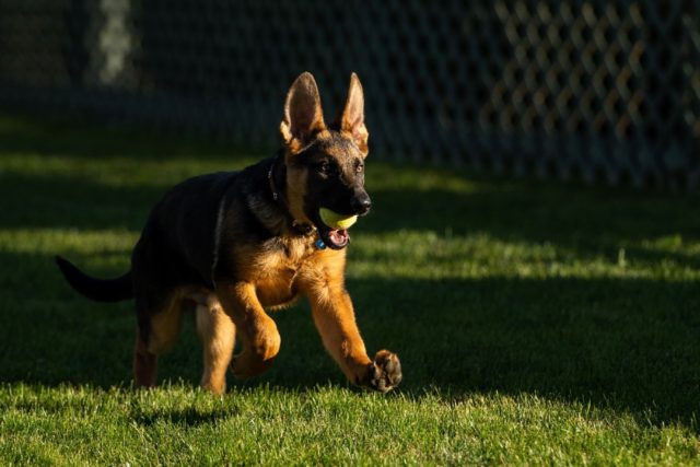 The Bidens' new German shepherd 'Commander' is seen in a photo from the US president's Twi