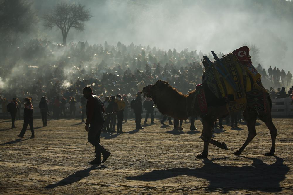 A camel is led into the arena during Turkey's largest camel wrestling festival in the Aegean town of Selcuk, Turkey, Sunday, Jan. 16, 2022. They were competing as part of 80 pairs or 160 camels in the Efes Selcuk Camel Wrestling Festival, the biggest and most prestigious festival, which celebrated its 40th run. (AP Photo/Emrah Gurel)